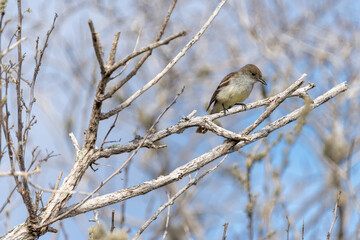 Galapagos finch forages for food, Galápagos Islands