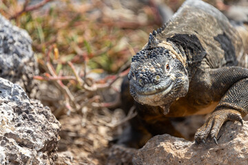 A Galapagos land iguana smiles at the camera