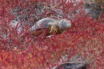 Galapagos land iguana walks through a field of red native plants
