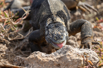 A Galapagos land iguana sticks its tongue out
