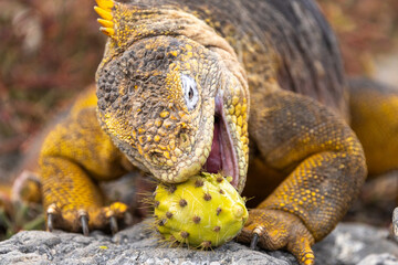 Galapagos land iguana hungrily devours cactus fruit