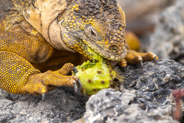 Galapagos land iguana messily devours cactus fruit