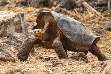 Galapagos saddleback giant tortoise walks across the ground