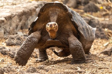 Galapagos giant tortoise walking toward the camera
