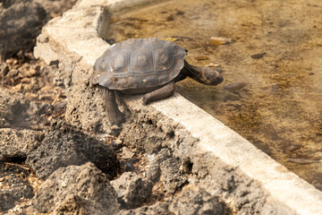 A young Galapagos giant tortoise struggles to drink from a pool of water