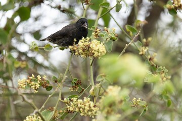 Galapagos finch eats a small flower from a native plant