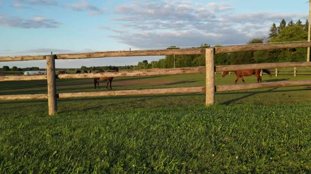 Horizontal travelling on a wooden fence with horses behind - Travelling horizontal sur une barri&egrave;re en bois avec des chevaux derri&egrave;re