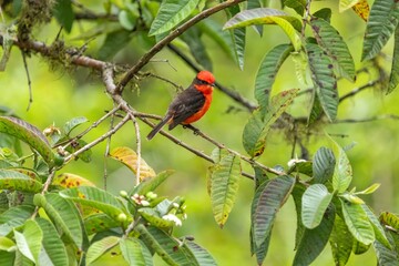 Vermillion flycatcher perched, searches for insects to eat, Galápagos Islands