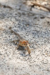 Adult lava lizard swallows a juvenile lava lizard whole, Galápagos Islands