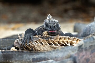 Galapagos marine iguana stares menacingly with its tongue out on top of the corpse of another marine iguana