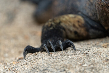 A marine iguana claw, Galápagos Islands