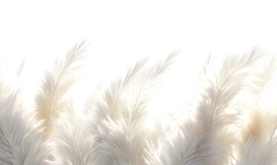 Obraz premium Soft, white pampas grass against bright background.