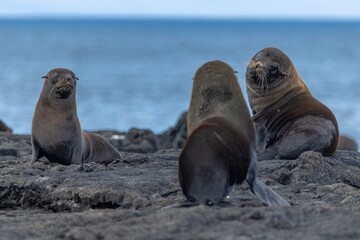 Obraz premium Galapagos fur seal defends its territory on the lava rocks