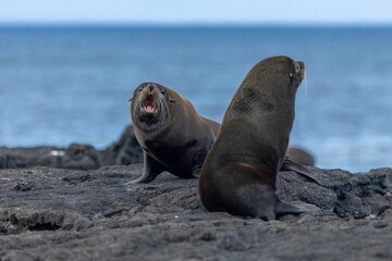 Fototapeta premium Galapagos fur seal defends its territory on the lava rocks