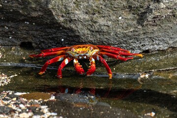 A sally lightfoot crab in Galápagos Islands