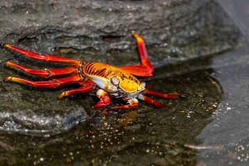A sally lightfoot crab in Galápagos Islands