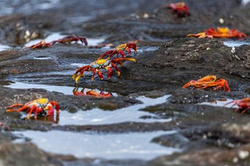 Sally lightfoot crabs in Galápagos Islands