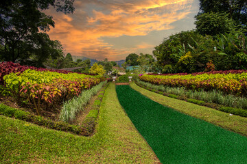 Experience the Scenic Garden Pathway at Sunset, a beautiful and colorful natural landscape