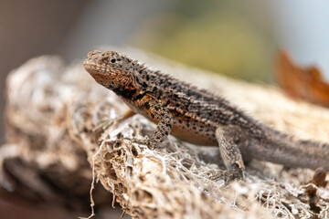 Galapagos lava lizard rests op top of a volcanic rock