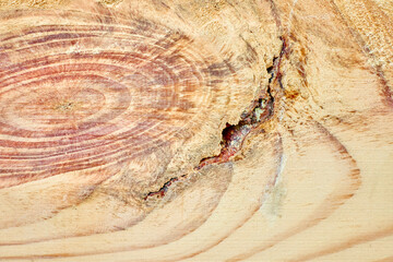 Detailed view of growth rings on a cut wooden plank, revealing age, texture, and natural patterns