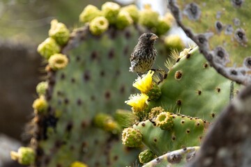 A Galapagos finch feasts on a yellow cactus flower