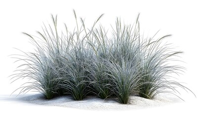 Silver-blue ornamental grass clump on sand, isolated on white.