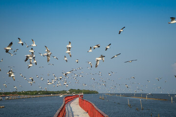 Seagull birds flying in the sky and stand on the row in the red bride. Migratory birds flee on the...
