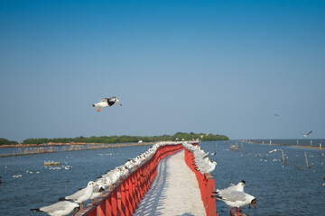 Seagull birds flying in the sky and stand on the row in the red bride. Migratory birds flee on the...