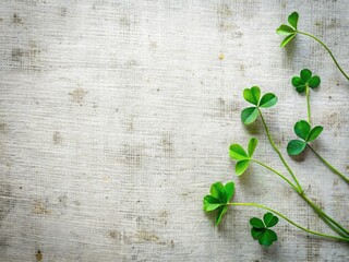 Urban exploration photography: delicate clover accents on a crisp white canvas.