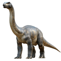 Obraz premium A Brachiosaurus dinosaur standing with a long neck, isolated on a white transparent background.