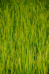 green young rice in a field in backlight of sunshine in afternoon