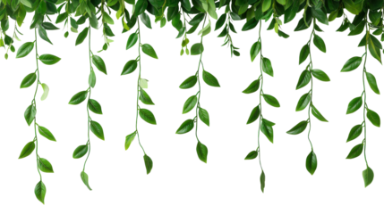 Green Hanging Vines Border 