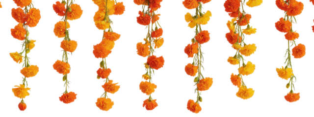 Marigold Garland: Cascading strands of vibrant marigolds create a captivating floral display.  Perfect for adding a touch of autumnal warmth or festive cheer to any design.