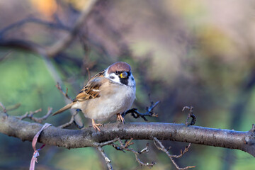 sparrow sits on a branch
