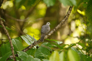 bird on a branch