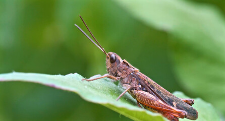 Grasshoppers Close up detail of green background