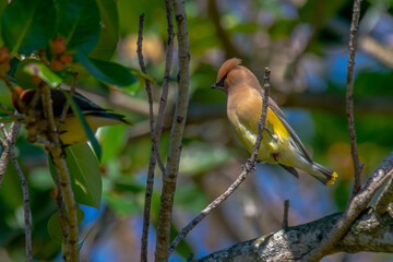 Cedar Waxwing perched on a ficus tree