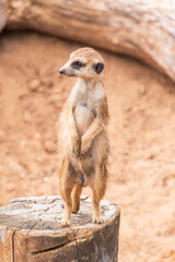 Meerkat, Suricata suricatta, on hind legs. Portrait of meerkat standing on hind legs with alert expression. Portrait of a funny meerkat sitting on its hind legs.