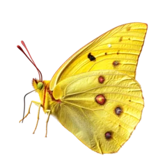 Yellow butterfly with red and purple spots isolated on transparent background, Macro photography of a yellow butterfly with red and purple spots on its wings, Isolated butterfly wi