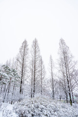 하얗게 눈이 내린 겨울 풍경