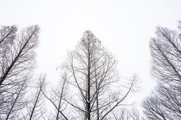 하얗게 눈이 내린 겨울 풍경