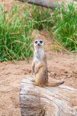 Meerkat, Suricata suricatta, on hind legs. Portrait of meerkat standing on hind legs with alert expression. Portrait of a funny meerkat sitting on its hind legs.