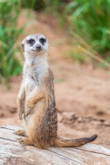 Meerkat, Suricata suricatta, on hind legs. Portrait of meerkat standing on hind legs with alert expression. Portrait of a funny meerkat sitting on its hind legs.
