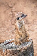 Meerkat, Suricata suricatta, on hind legs. Portrait of meerkat standing on hind legs with alert expression. Portrait of a funny meerkat sitting on its hind legs.