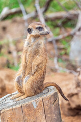 Meerkat, Suricata suricatta, on hind legs. Portrait of meerkat standing on hind legs with alert expression. Portrait of a funny meerkat sitting on its hind legs.