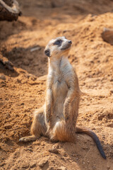 Fototapeta premium Meerkat, Suricata suricatta, on hind legs. Portrait of meerkat standing on hind legs with alert expression. Portrait of a funny meerkat sitting on its hind legs.