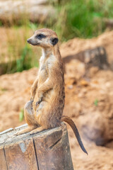 Meerkat, Suricata suricatta, on hind legs. Portrait of meerkat standing on hind legs with alert expression. Portrait of a funny meerkat sitting on its hind legs.