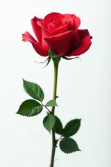 Obraz premium A single red rose in full bloom against a stark white backdrop, beauty, still life