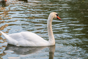 A graceful white swan swimming on a lake with dark water. The white swan is reflected in the water
