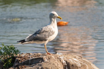 Obraz premium Seagull sits on stone cliff at the sea shore